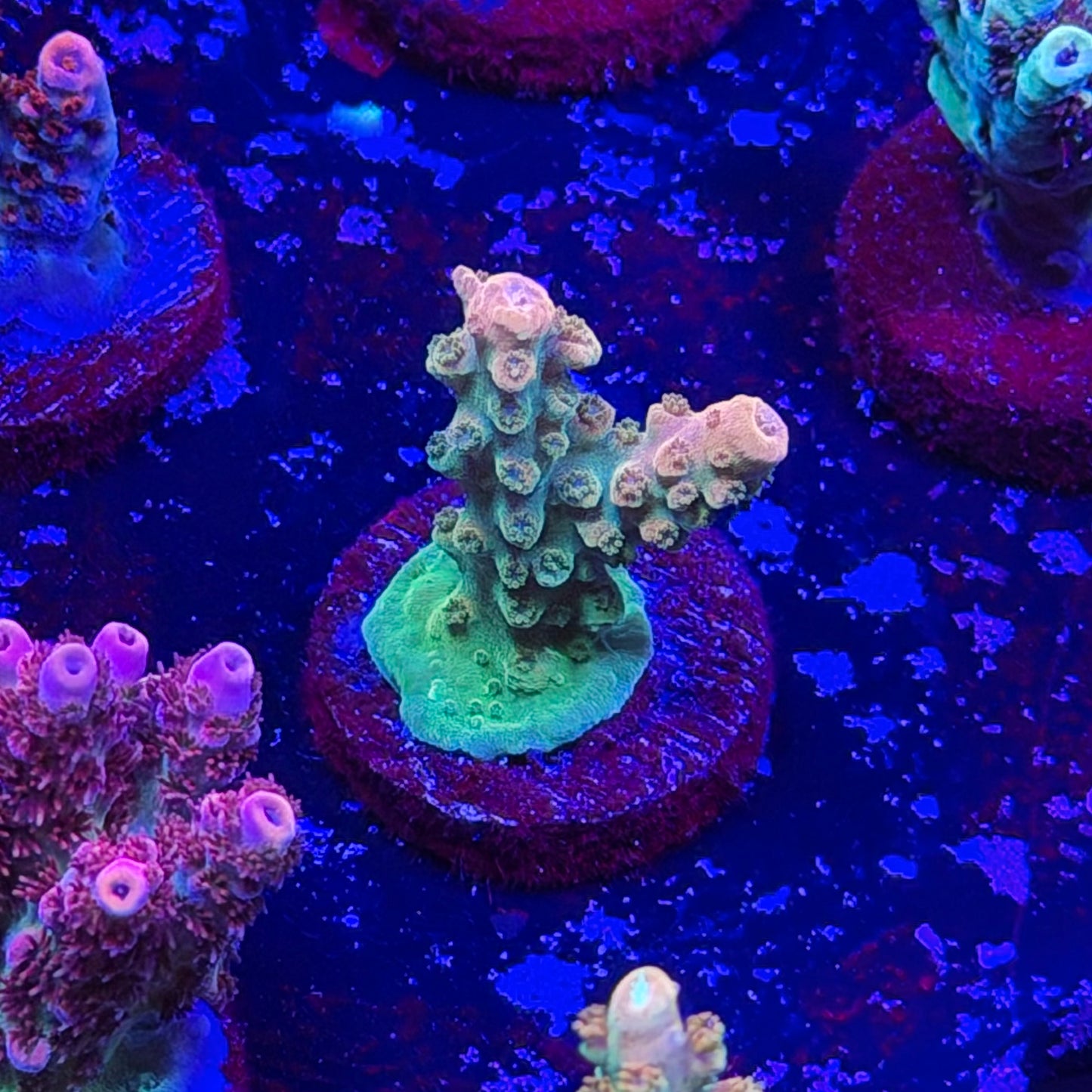 Orange Creamsicle Acropora
