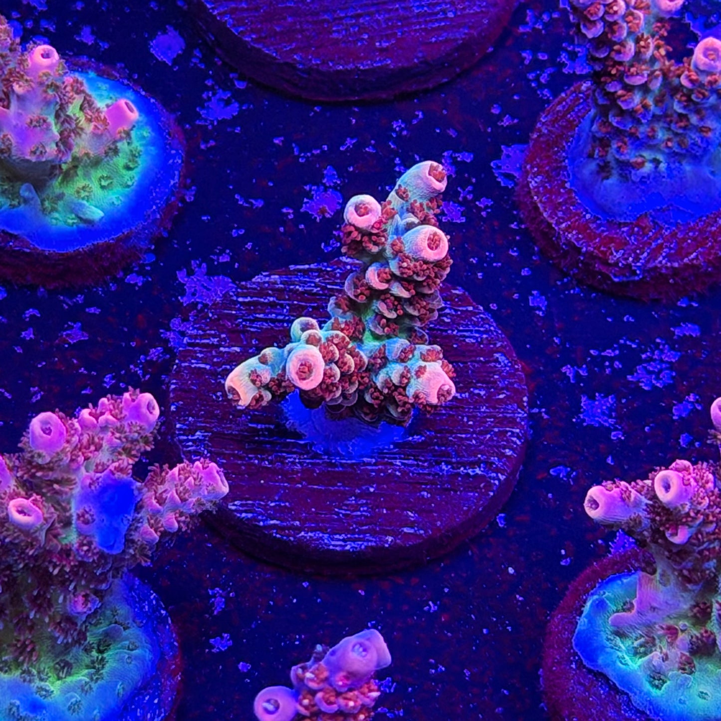 Princess Peach Acropora