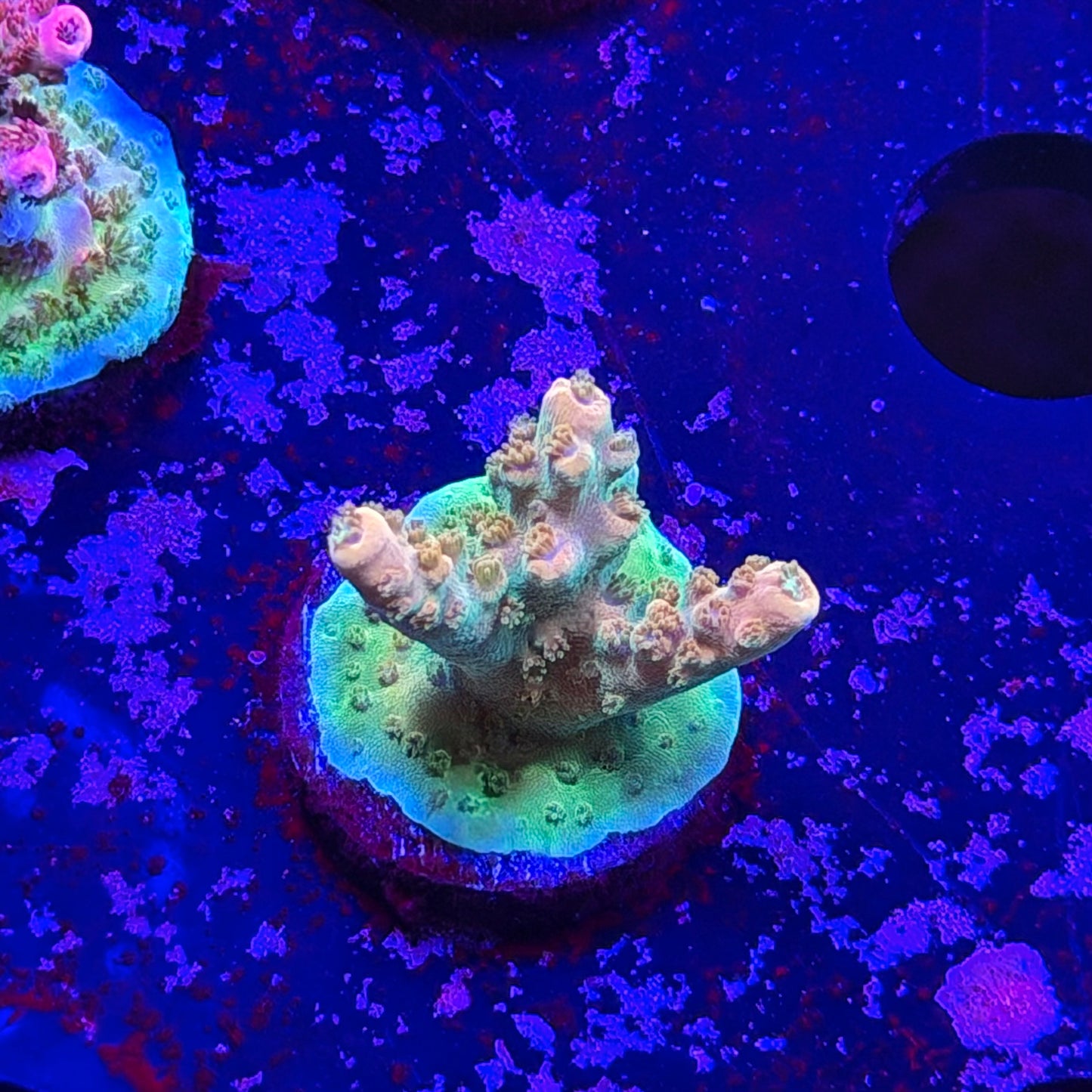 Orange Creamsicle Acropora
