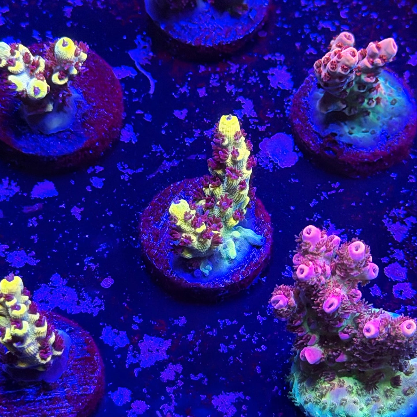 Wolverine Acropora