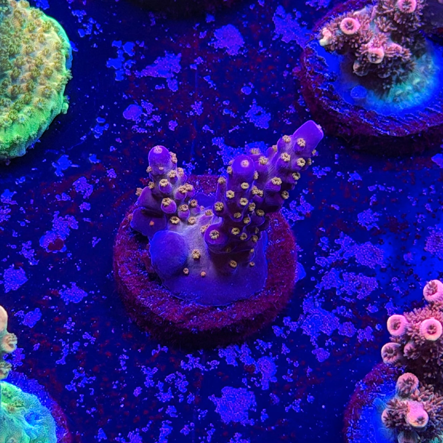All Star Acropora