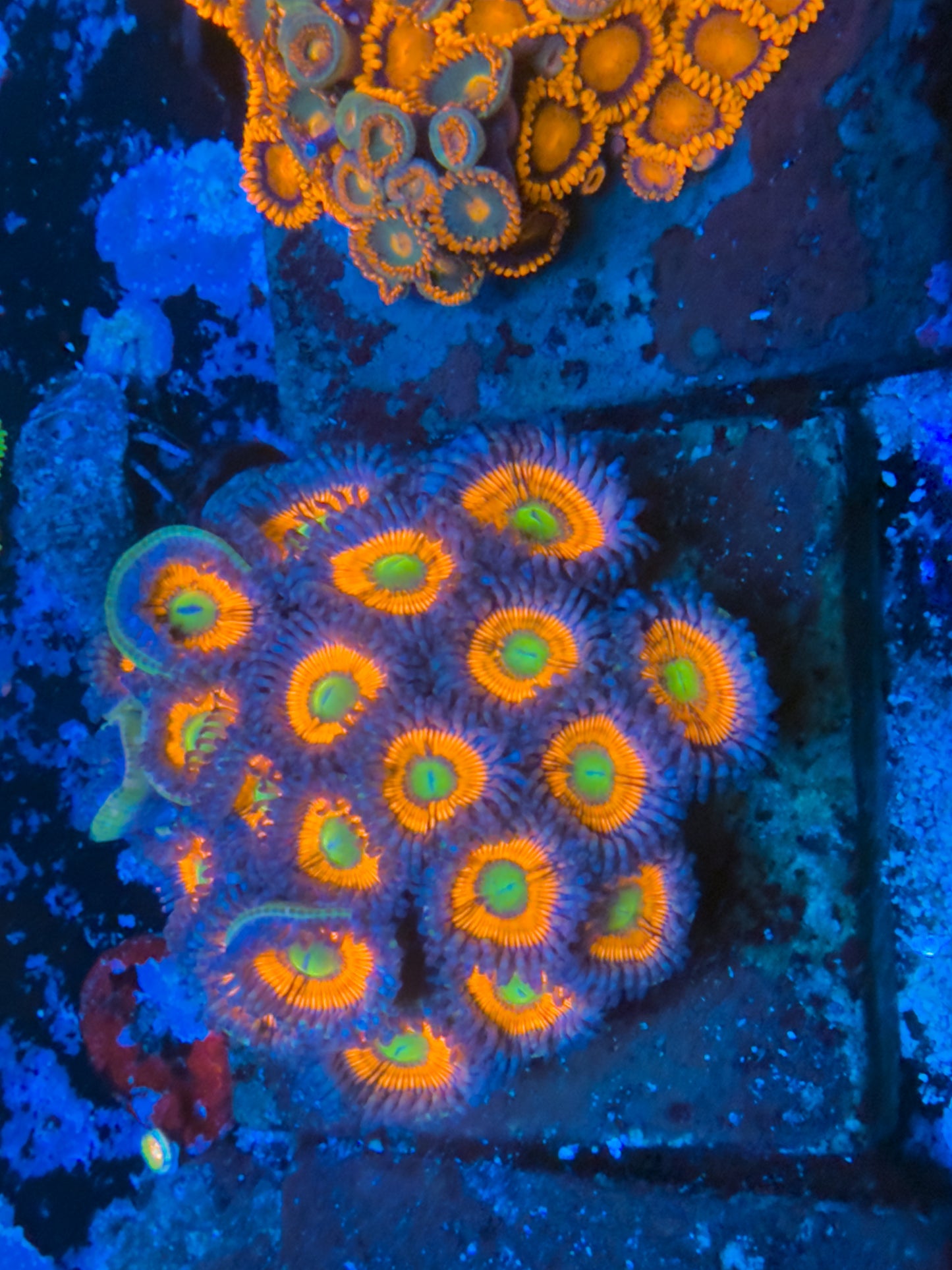 Everlasting Gobstopper Zoanthids