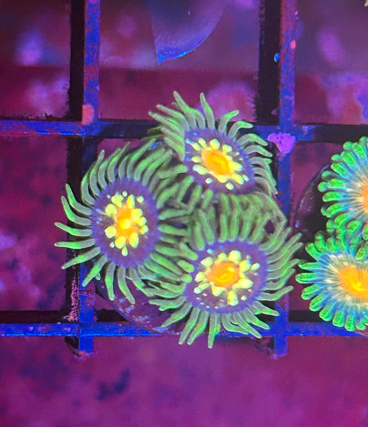 Daisy Cutter Zoanthids