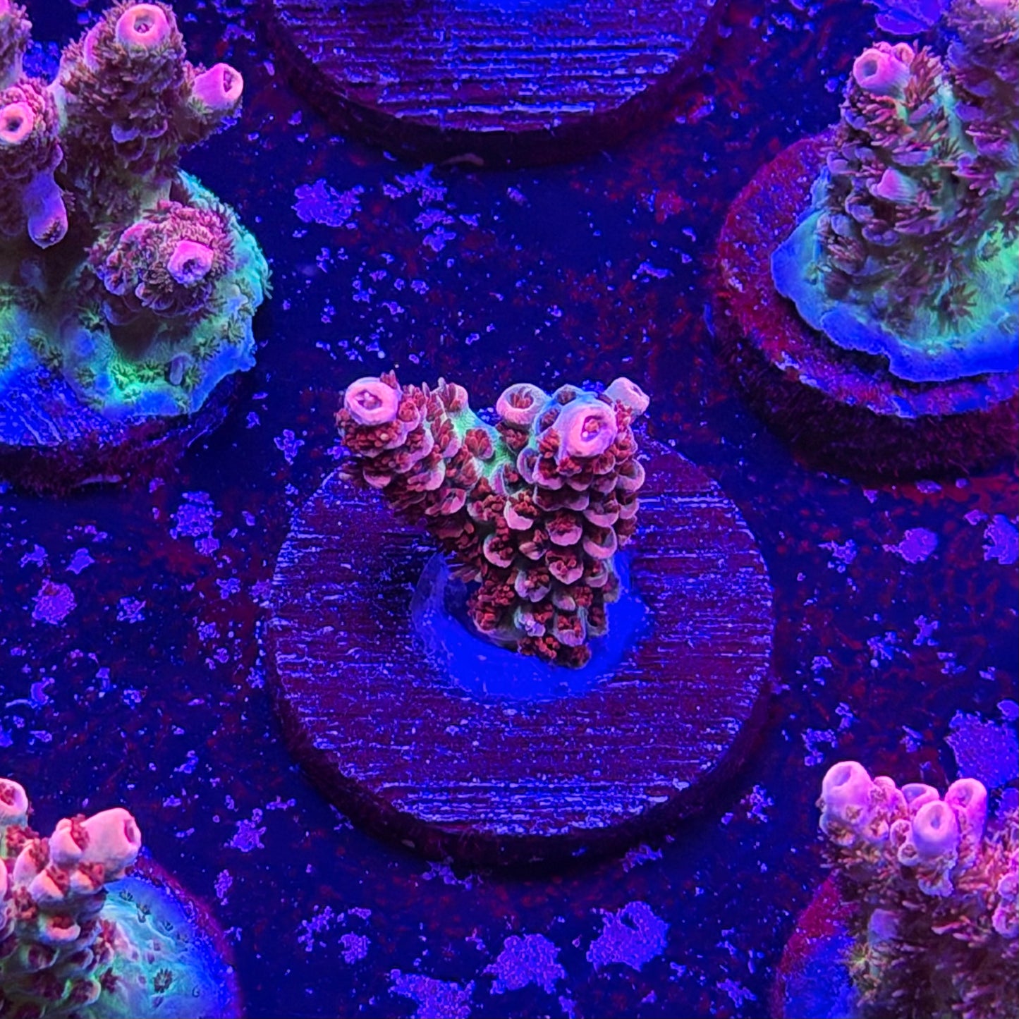 Princess Peach Acropora