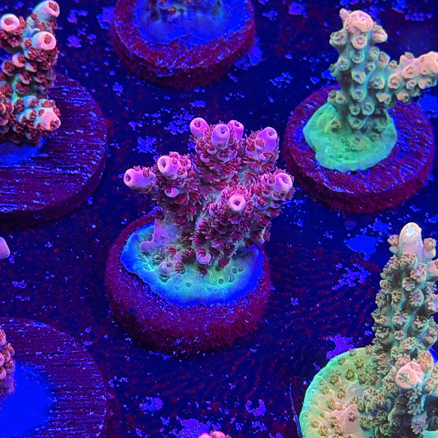 Optimus Prime Acropora