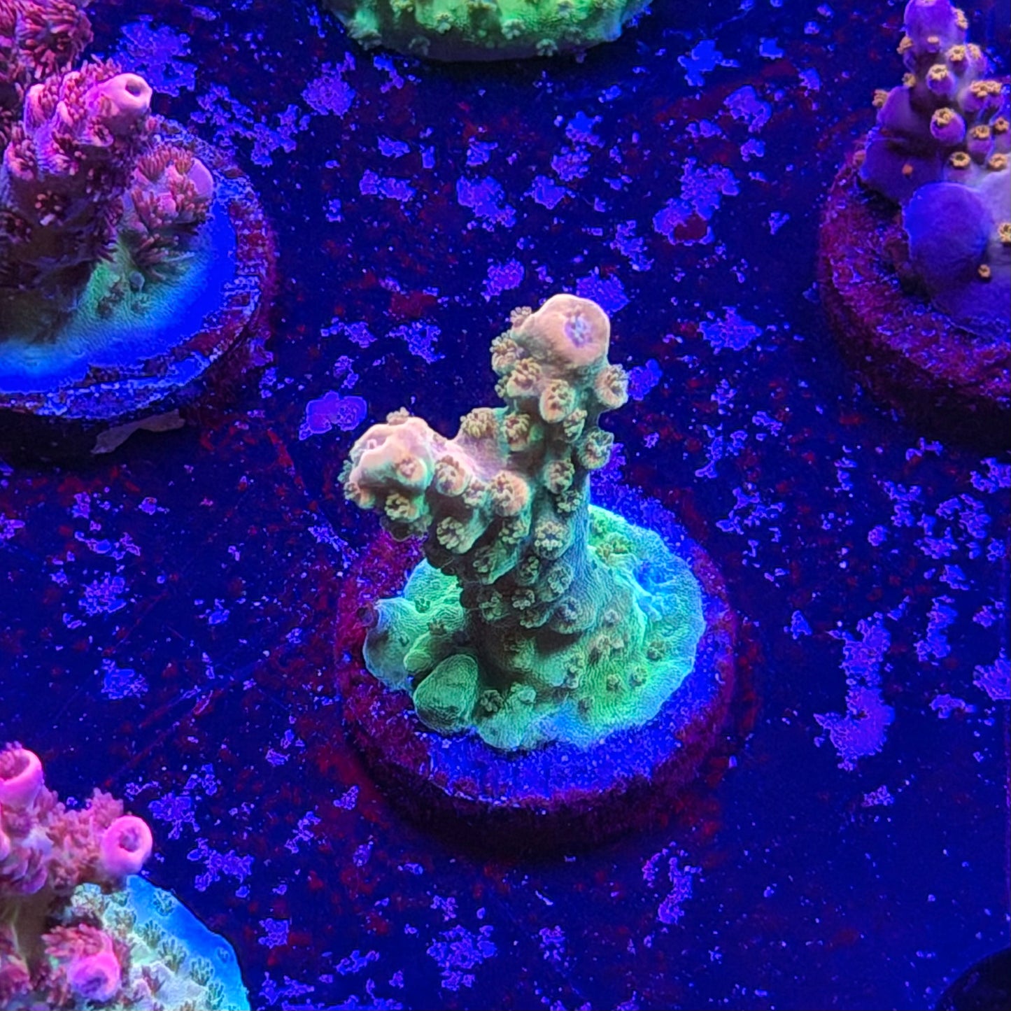 Orange Creamsicle Acropora
