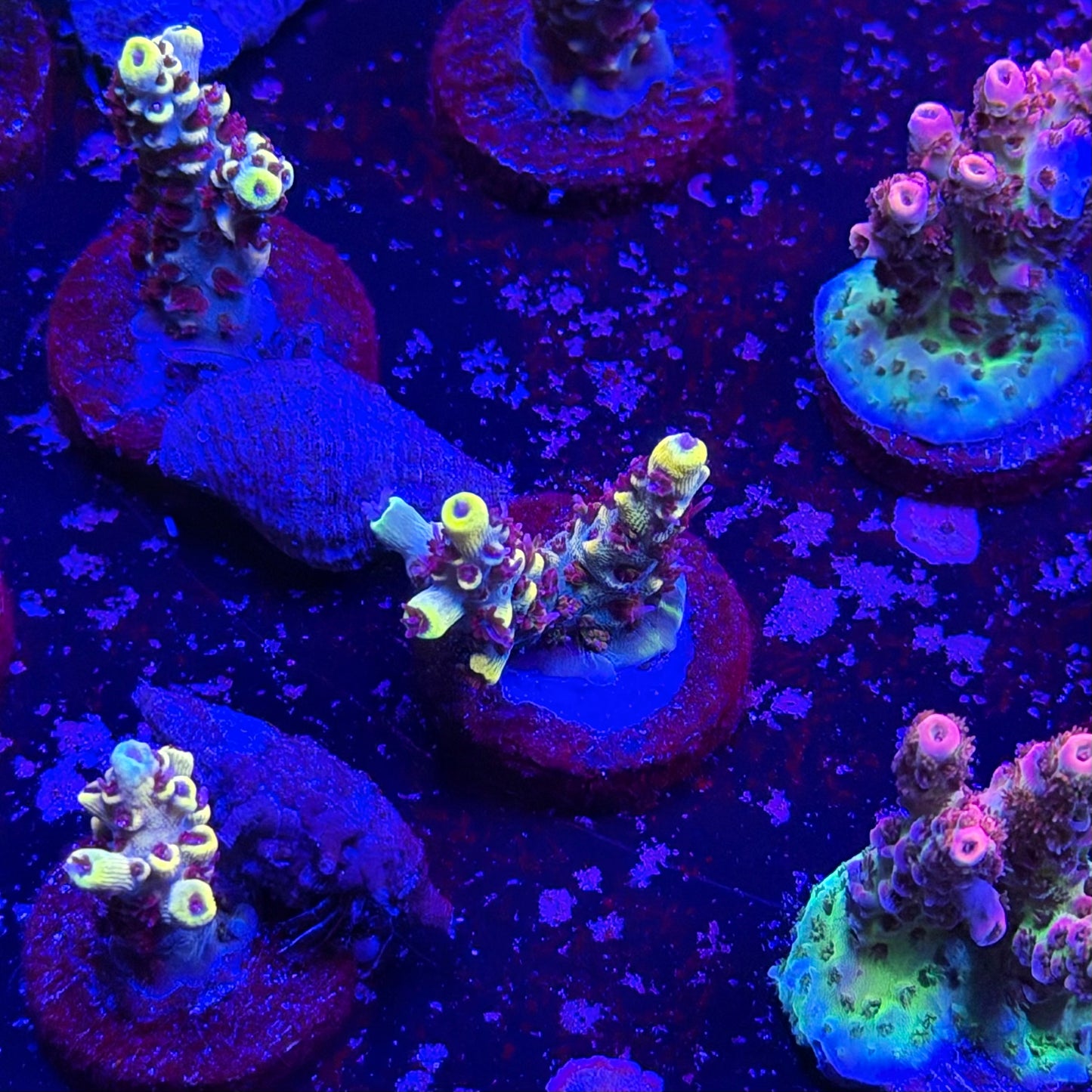 Wolverine Acropora
