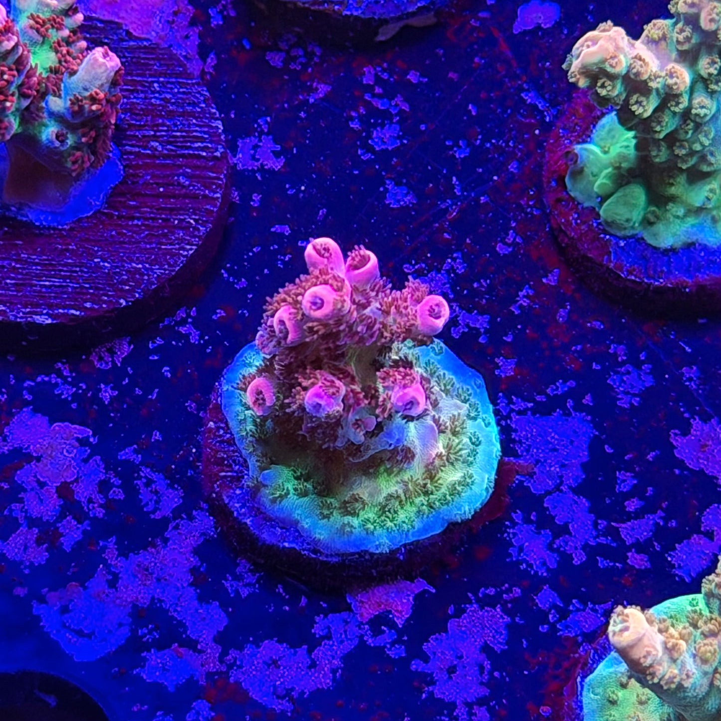 Optimus Prime Acropora
