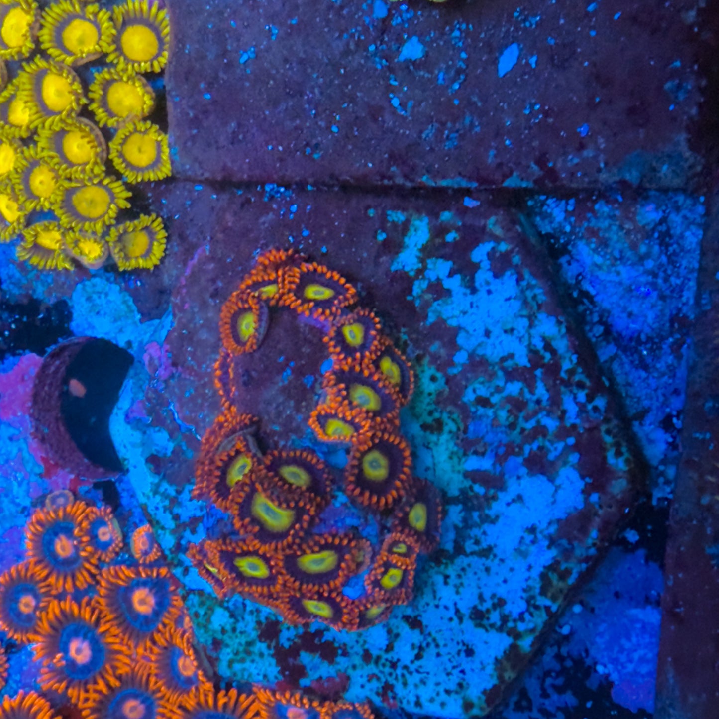 Circus freak Zoanthids