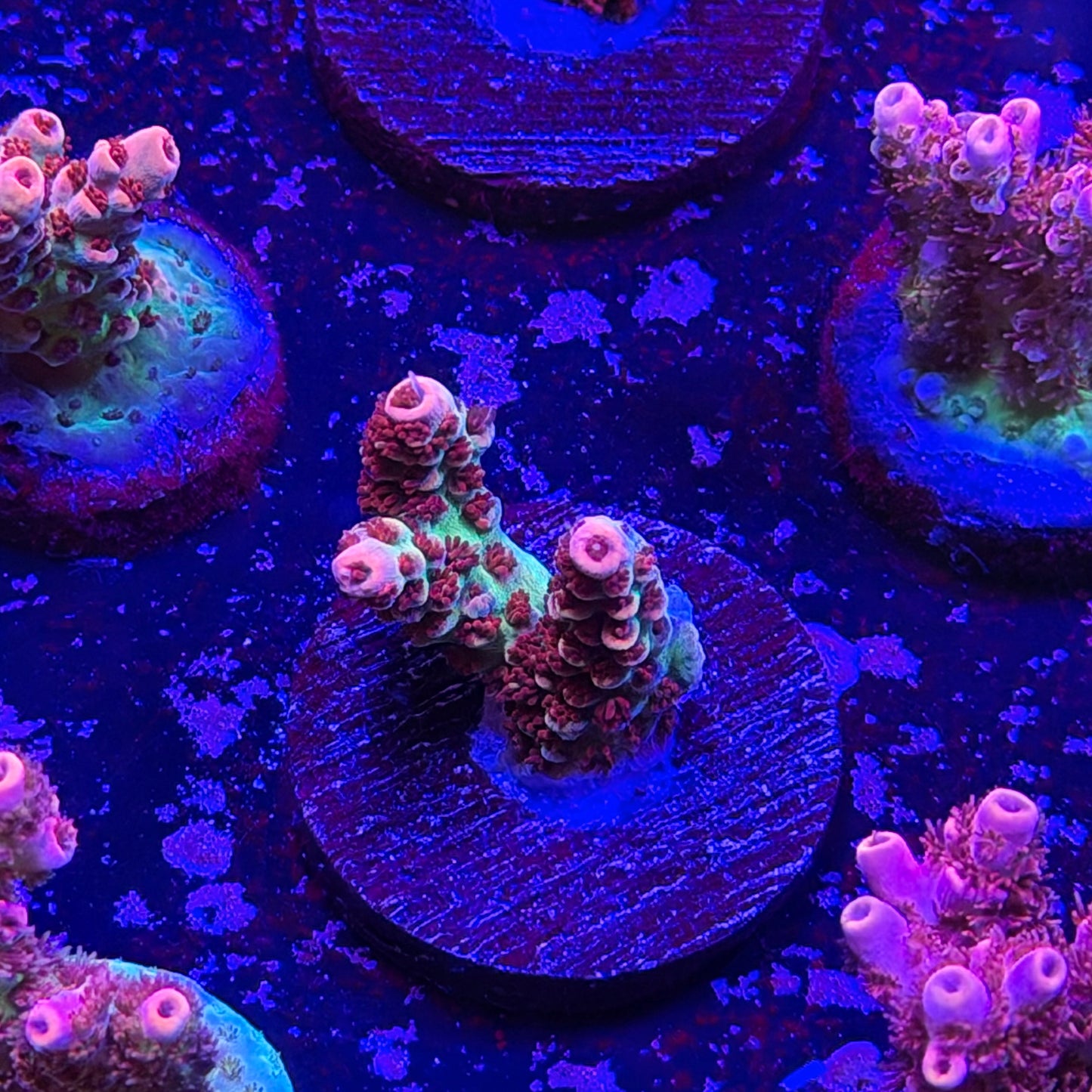 Princess Peach Acropora