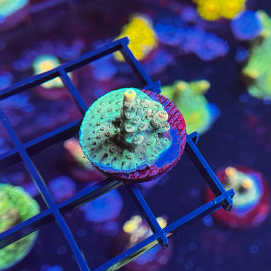Dan Aykroyd Acropora
