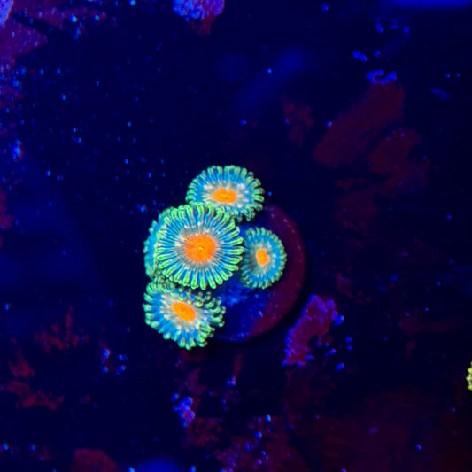 Dreamweaver Zoanthids