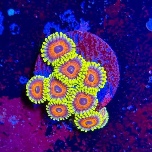 Eagle Eye Zoanthids 1