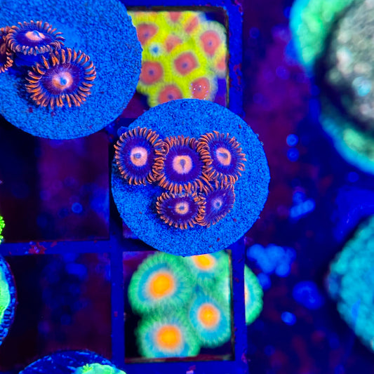 Fire and Ice Zoanthids 1