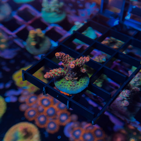 Princess Peach Acropora 3