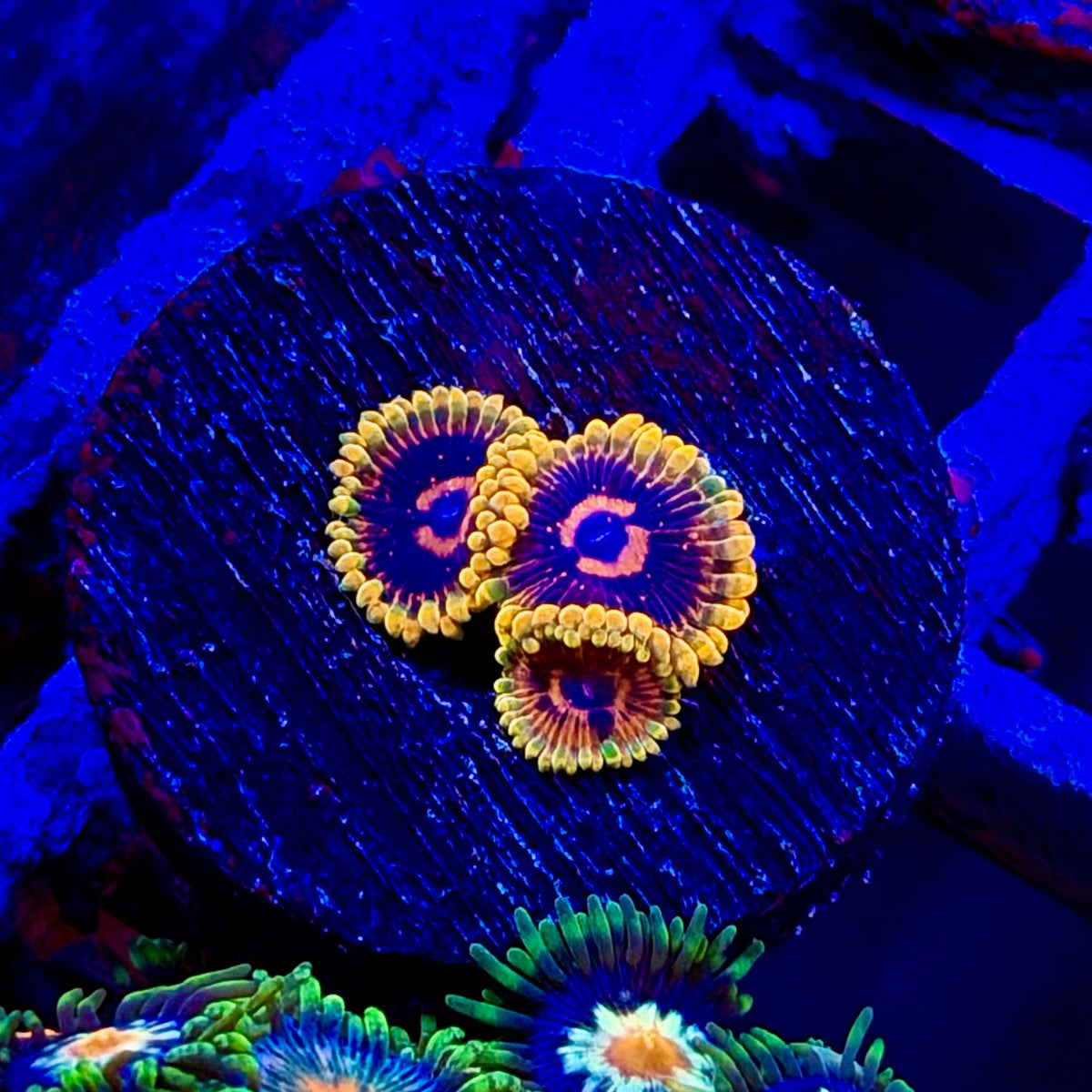 Jedi Mind Trick Zoanthids