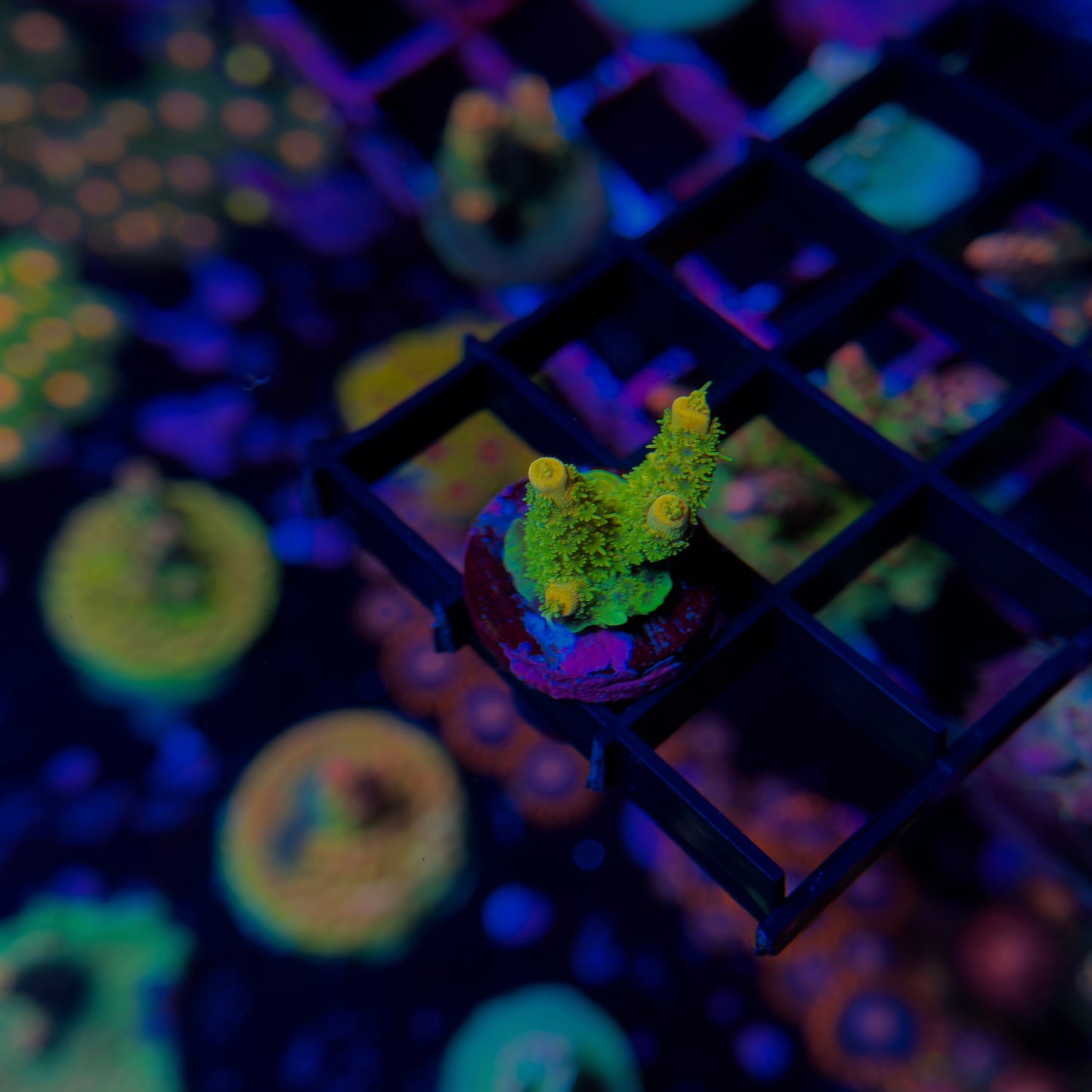 Solar Flare Milli
