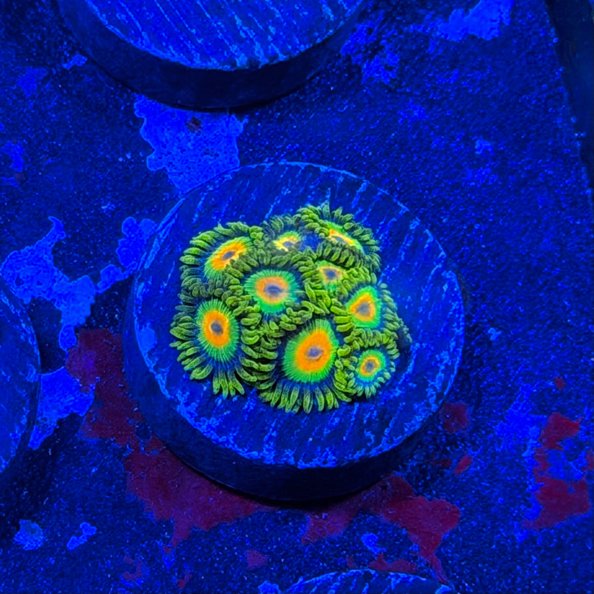 Rastas Zoanthids