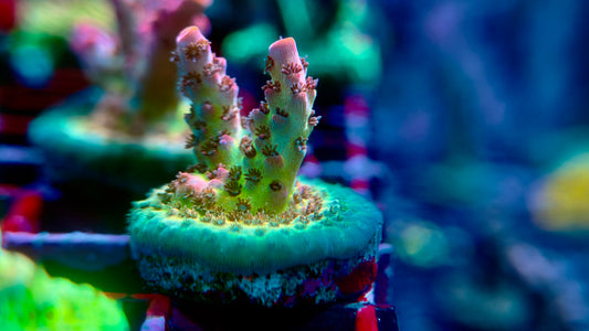 Optimus Prime Acropora2