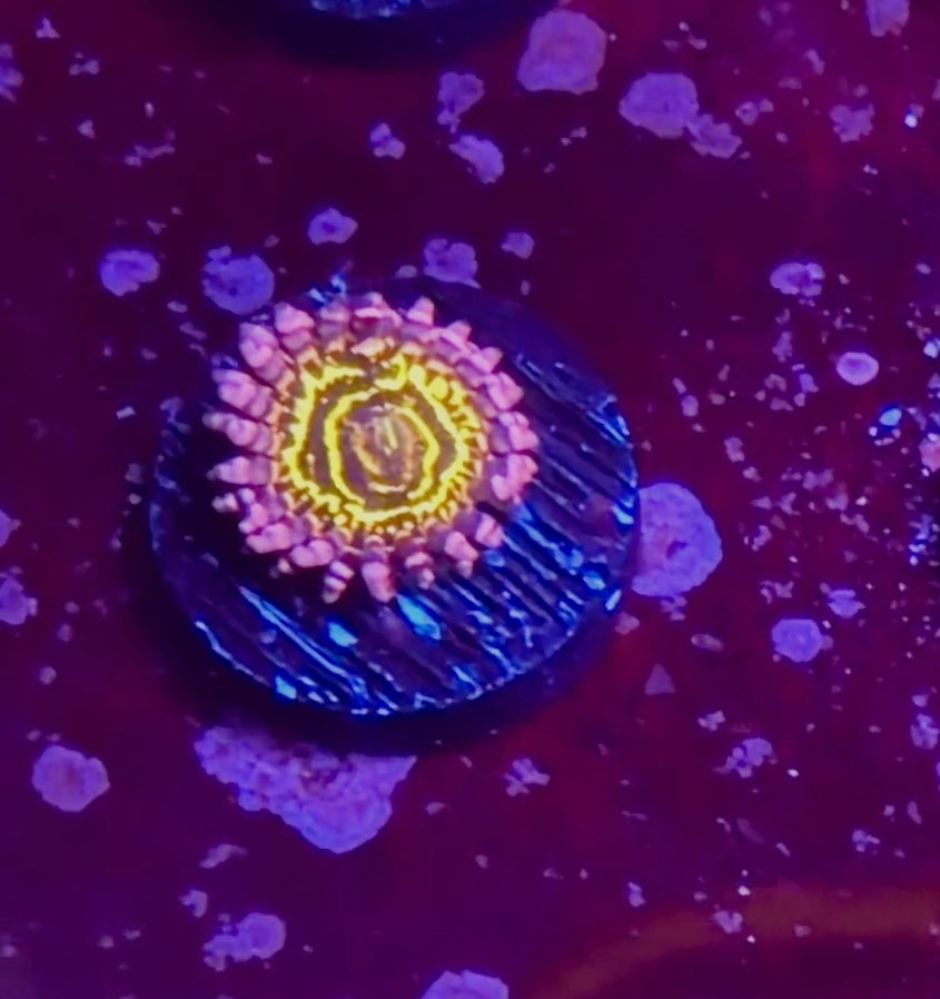 Stratosphere Zoanthids