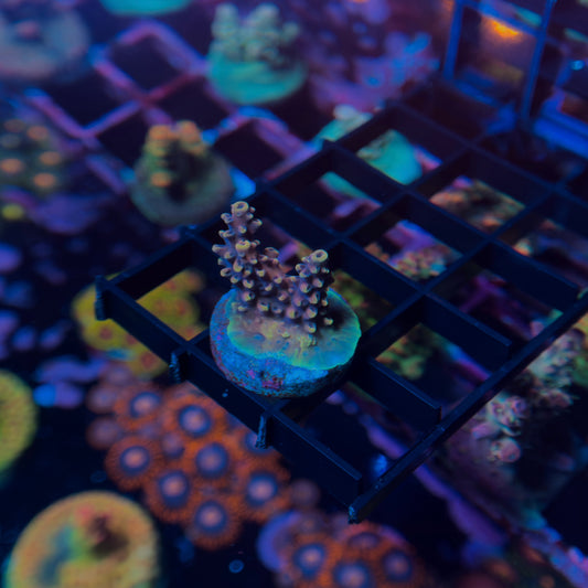Pink Cadillac Acropora