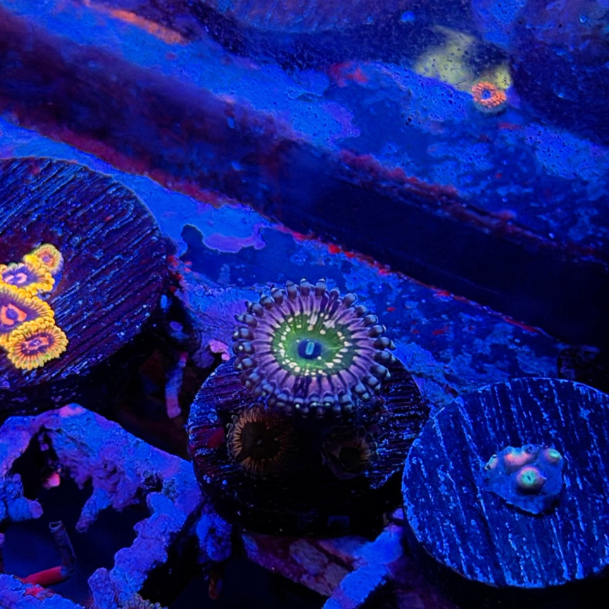 Monster Inc Zoanthids