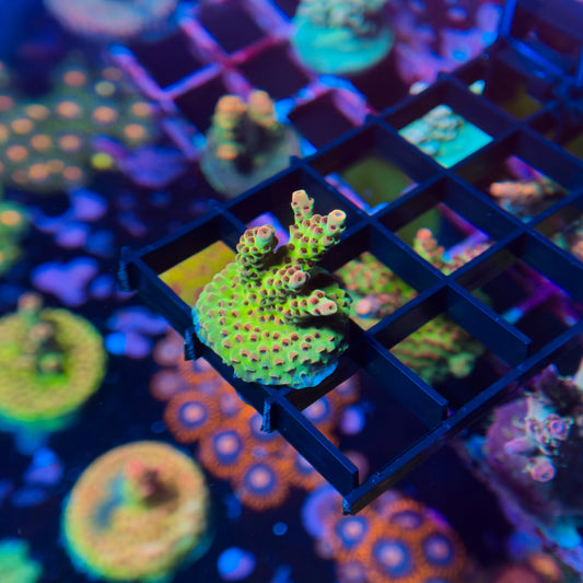 Princess Peach Acropora