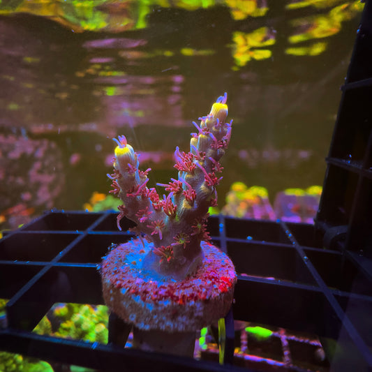 Afterparty Acropora