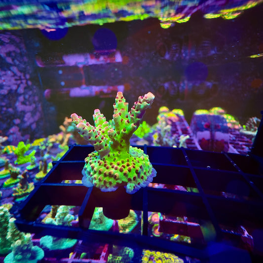 Princess Peach Acropora 2