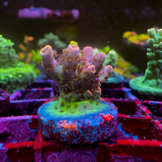 Optimus Prime Acropora 1