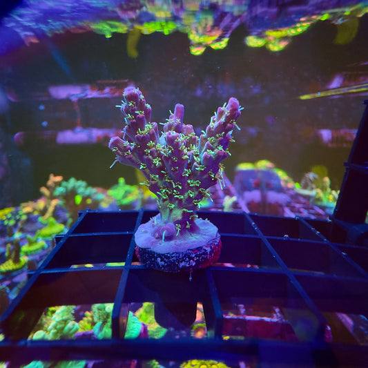 Starry Night Acropora