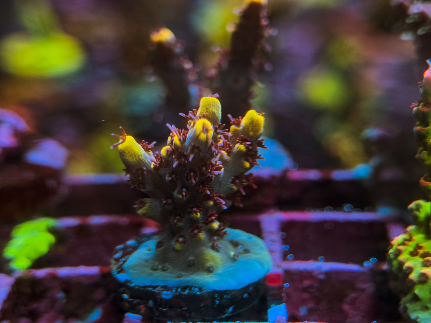 Wolverine Acropora