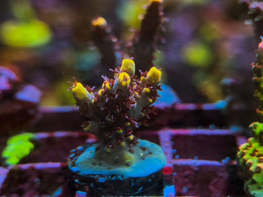 Wolverine Acropora