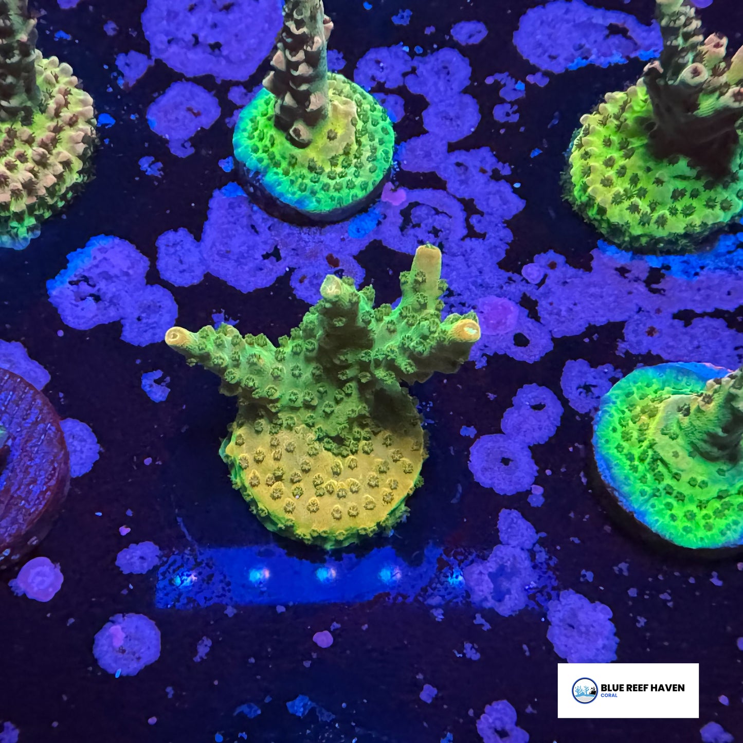 Orange Creamsicle Acropora 2