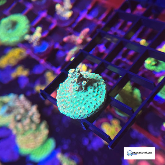 Dan Aykroyd Acropora