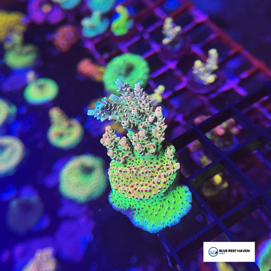 Rainbow Sherbet Acropora 1