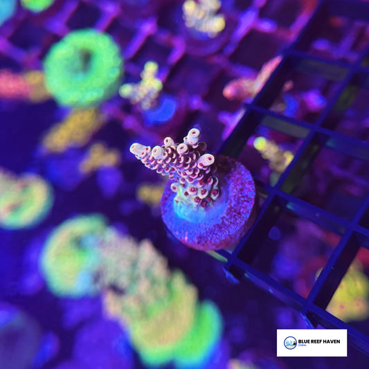 Rainbow Sherbet Acropora 2