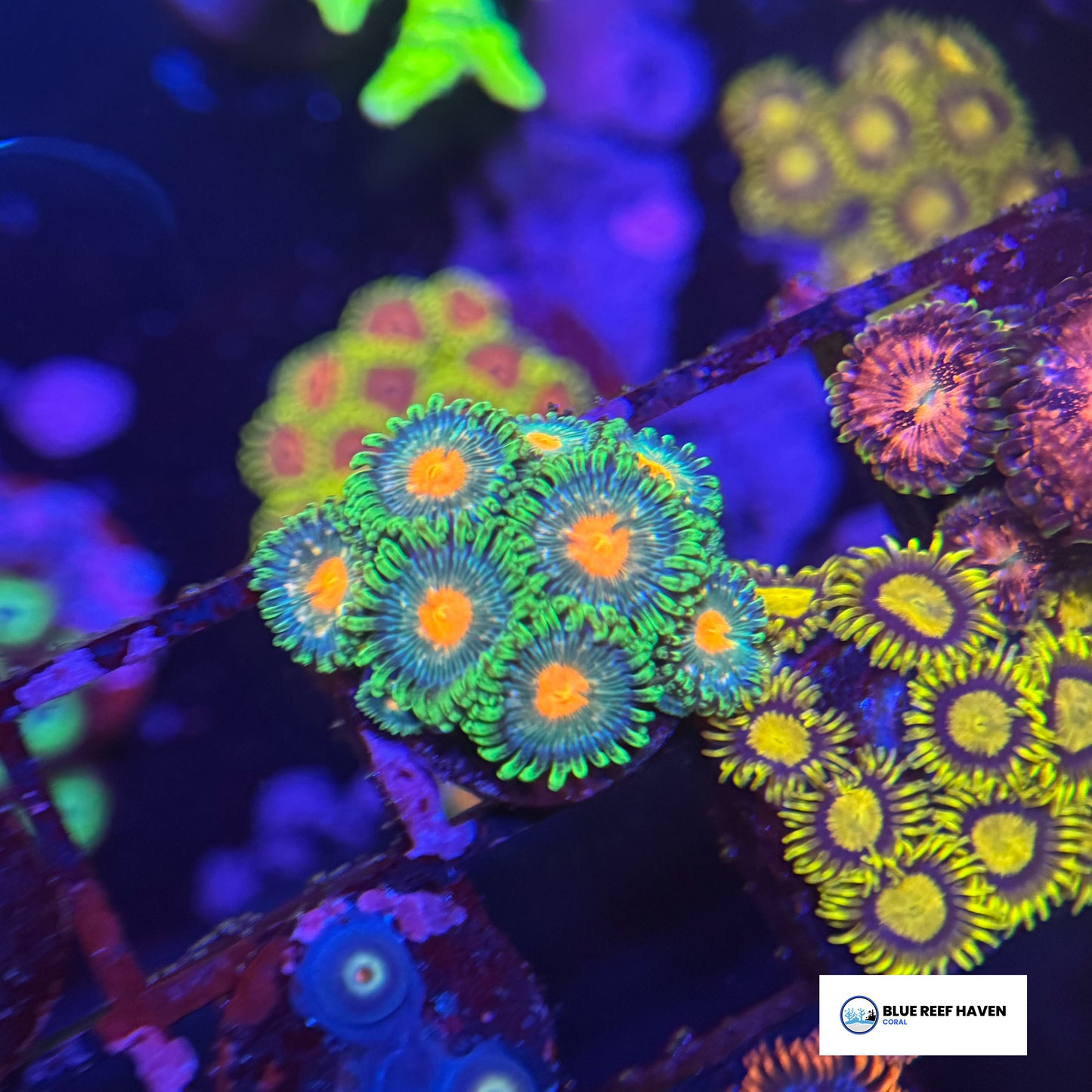 Dreamweaver Zoanthids