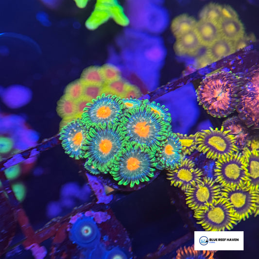 Dreamweaver Zoanthids