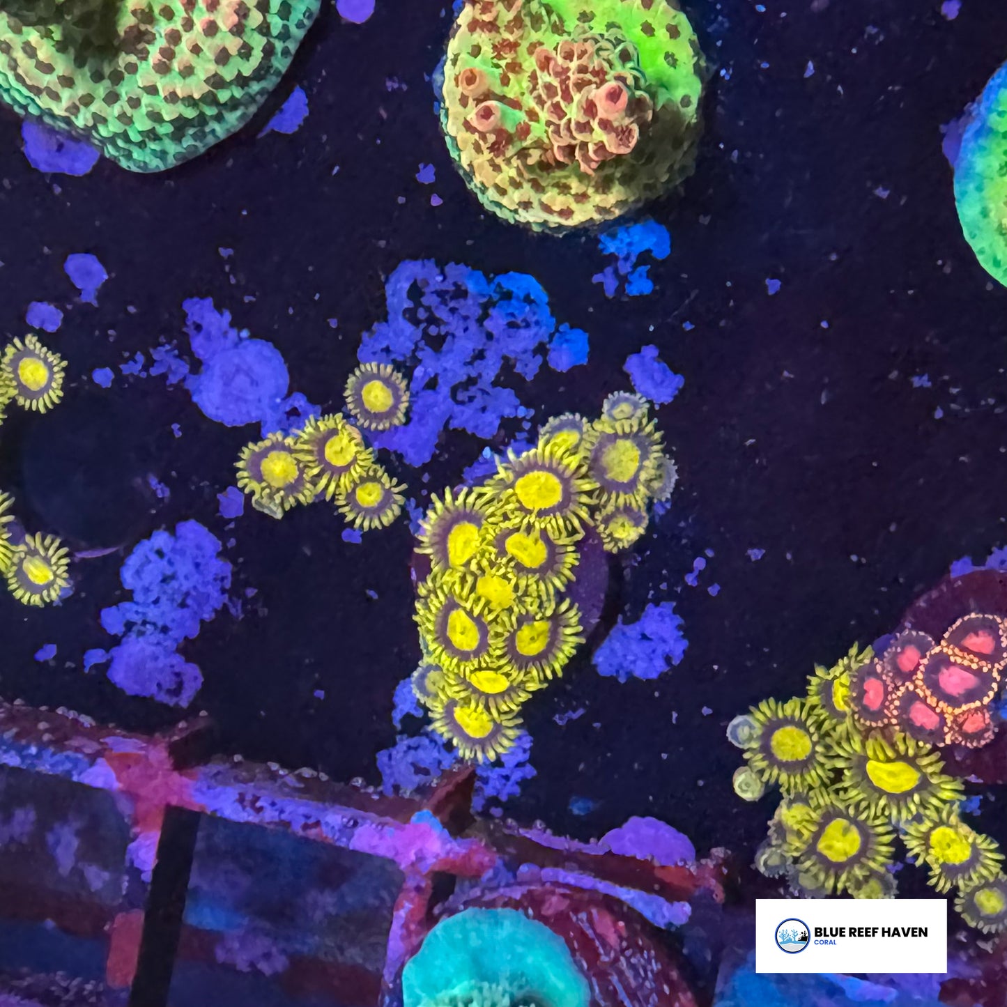 King Midas zoanthids