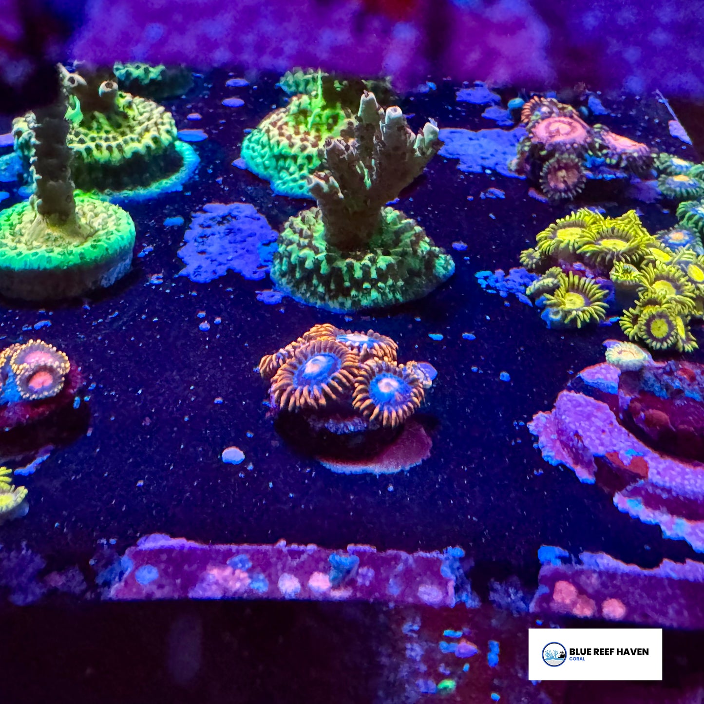 Fire and Ice Zoanthids 2