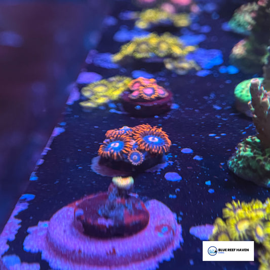 Fire and Ice Zoanthids 2
