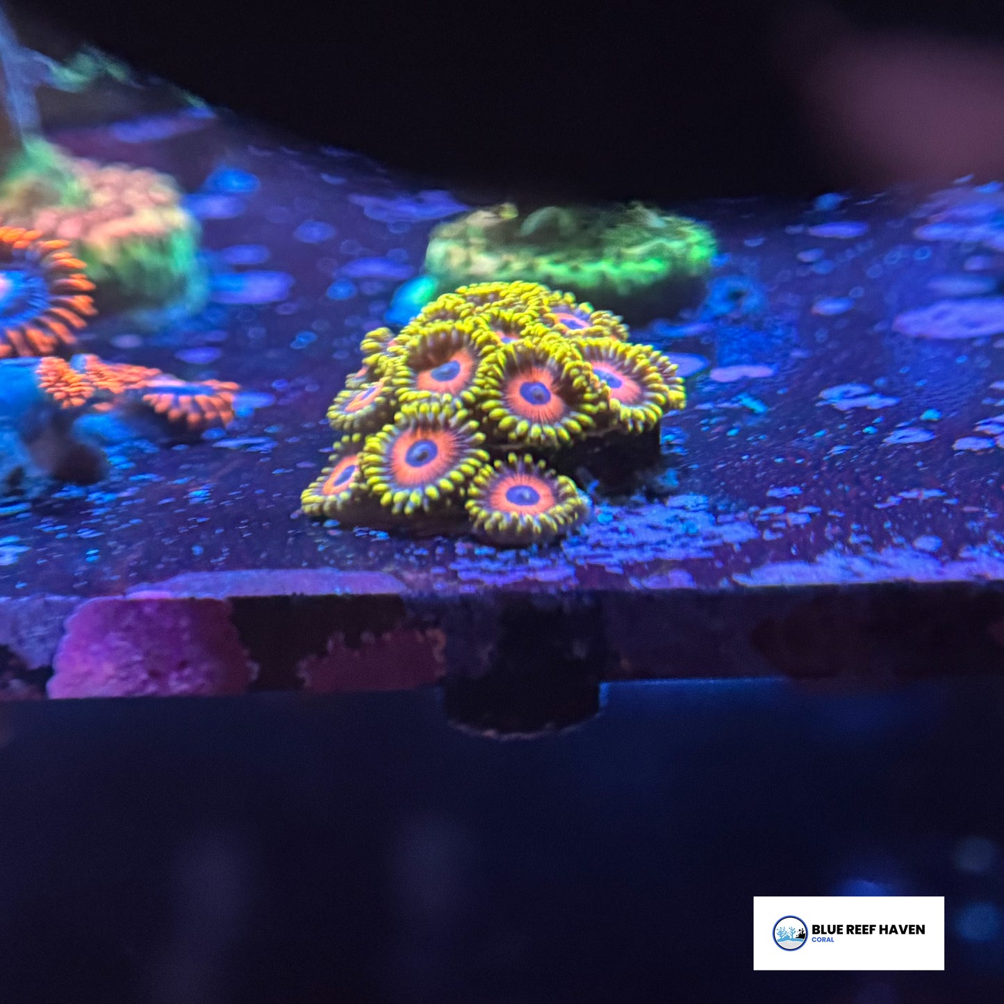 Eagle Eye Zoanthids 3