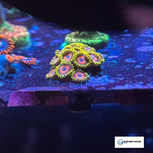 Eagle Eye Zoanthids 3