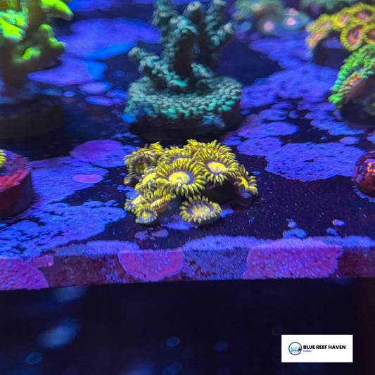 King Midas zoanthids