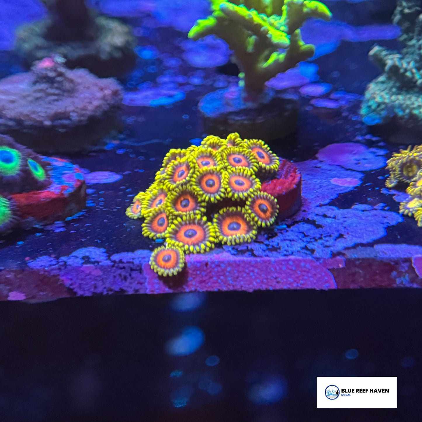 Eagle Eye Zoanthids 2