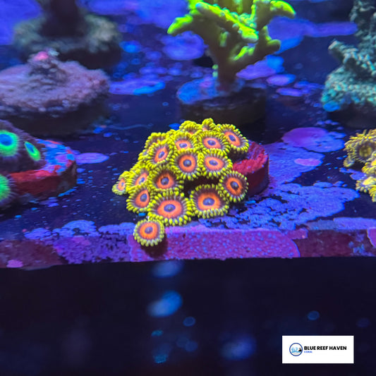 Eagle Eye Zoanthids 2