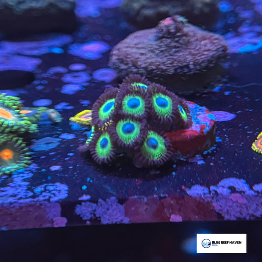 Mean Green Zoanthids 2