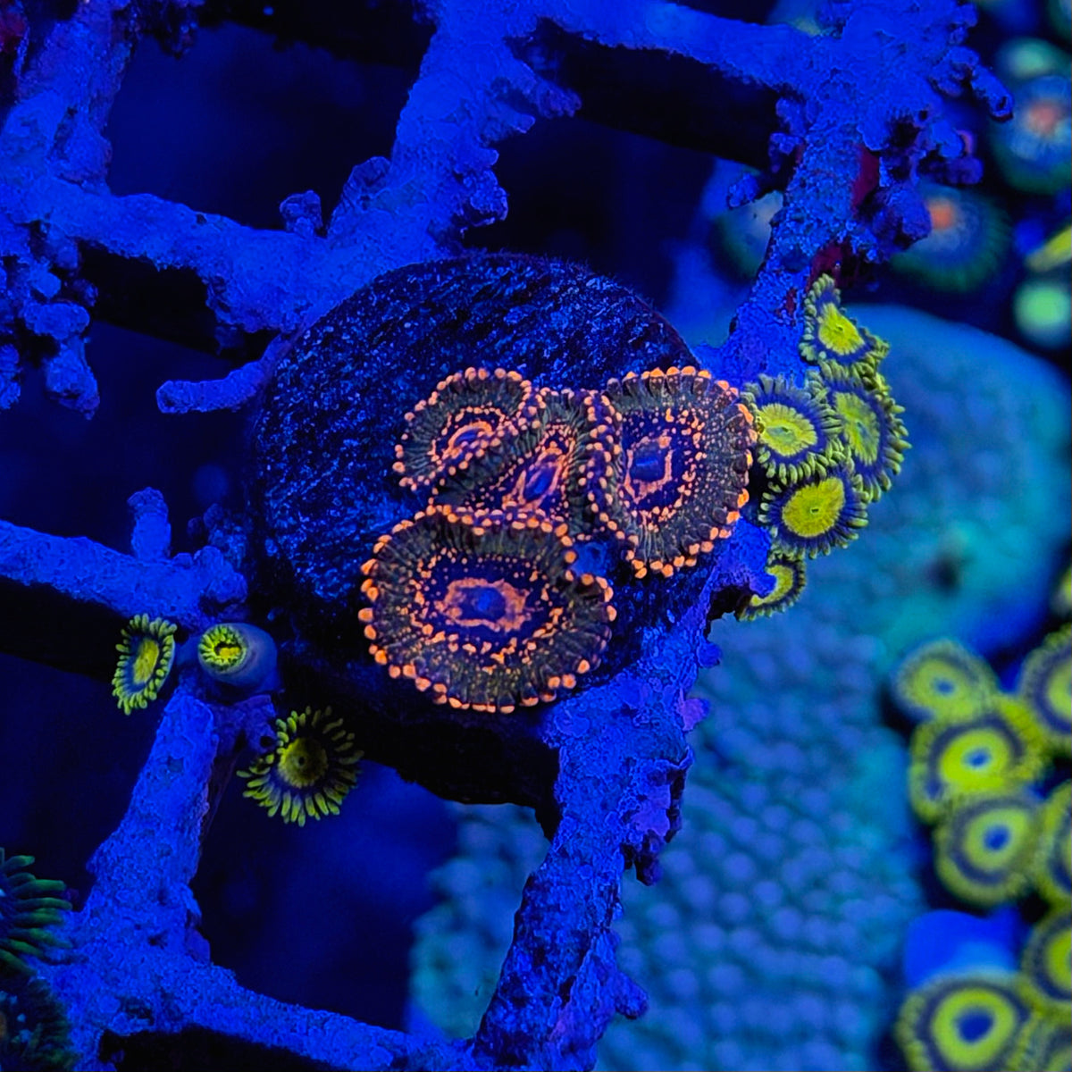 JF Azz Kraks Zoanthids