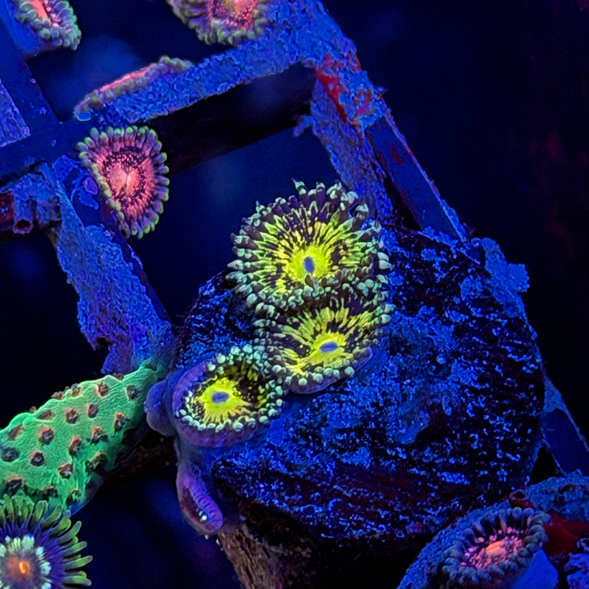 Grim Reaper Zoanthids